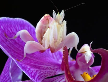ORQUÍDEAS, UM PRESENTE DA&nbsp;NATUREZA