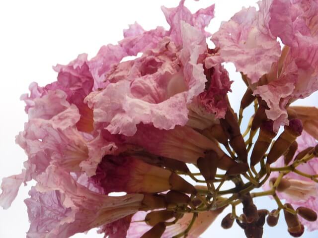 Tratamentos com chá de Ipê&nbsp;Rosa