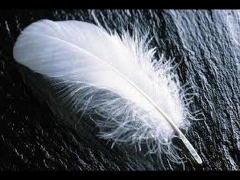 A mensagem através da pena&nbsp;branca